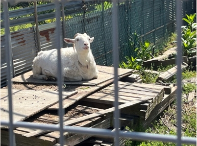 �u���O�i�j��/100����E��100����W�j